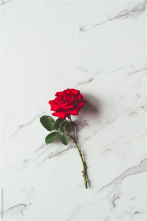Red Rose On A Marble Background Stocksy United