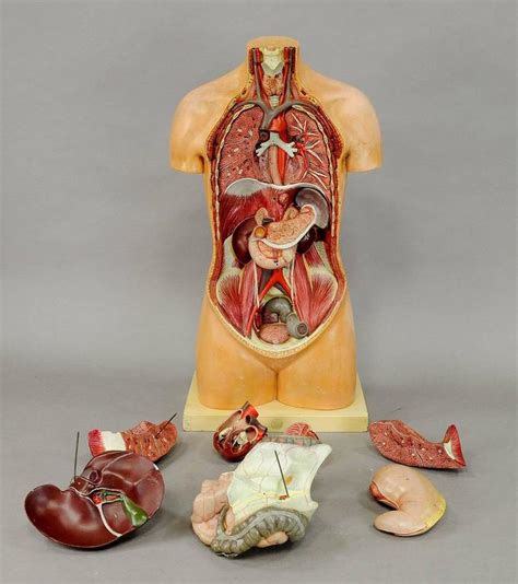 Antique 3d Anatomical Torso By Somso Circa 1930 At 1stdibs