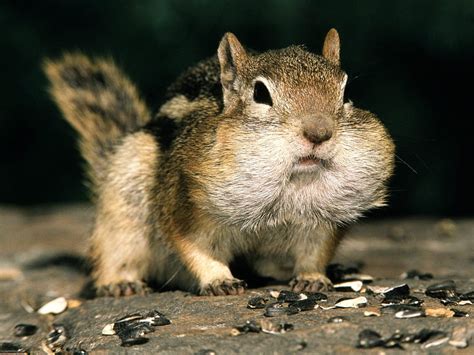 Chipmunk With Full Cheeks Chipmunk Cute Sciuridae Rodentia