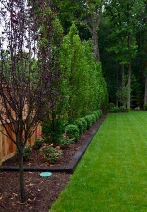 Incredible Trees Along Fence Simple Ideas Home Decorating Ideas