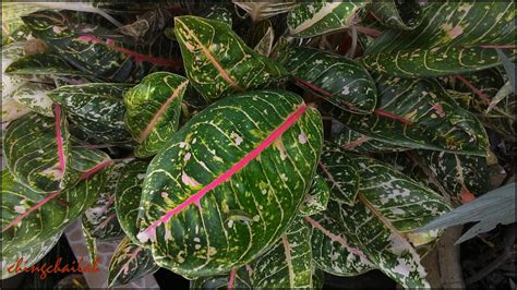 Simple Living In Nancy Another Thai Aglaonema Beauty