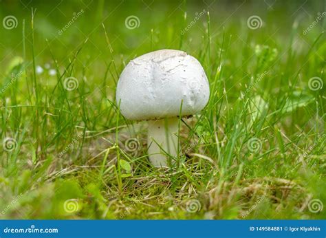 Fungus Mushrooms Growing In The Grass In The Wild Stock Image Image