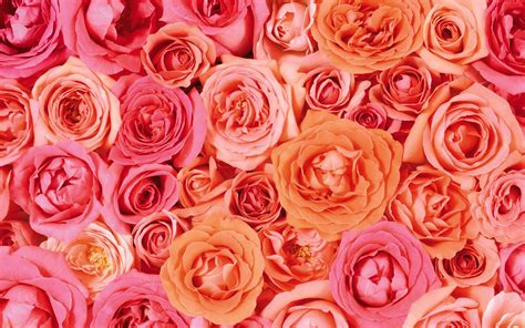 Aesthetic Rose Desktop Wallpapers Top Free Aesthetic Rose Desktop