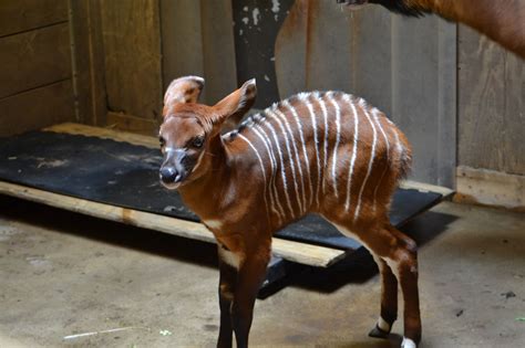 Baby Bongos Birth Grows Critically Endangered Species At Michigan Zoo