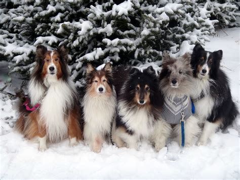 Shelties Loving The Snow Cute Dogs Breeds Dog Breeds Shetland