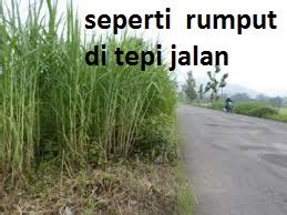 Rumput embun merupakan salah satu rumput yang paling mudah tumbuh di indonesia, dinamakan rumput embun karena jika pada pagi hari, banyak embun harga rumput embun. Latihan Peribahasa dan Simpulan Bahasa: Latihan 16 ...