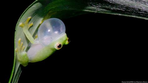 Study Reveals How Glass Frogs Become Transparent Dw 12232022