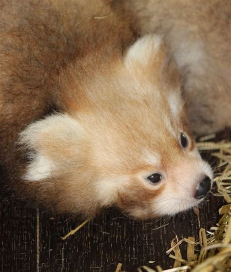 Rare Red Panda Triplets Born At Hamilton Zoo Zooborns