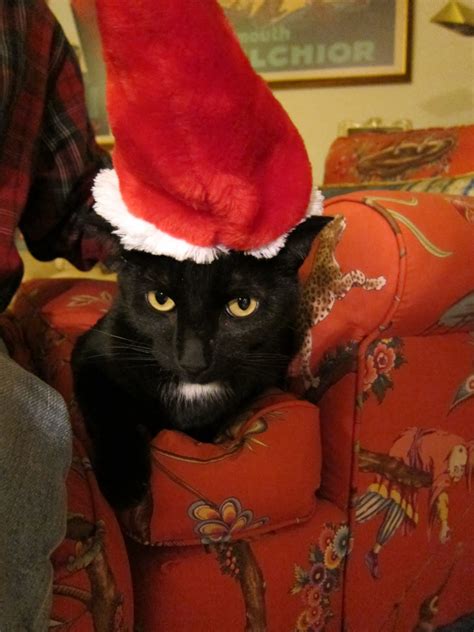 J Two O Felix Navidad Or How To Put A Cat In A Santa Hat