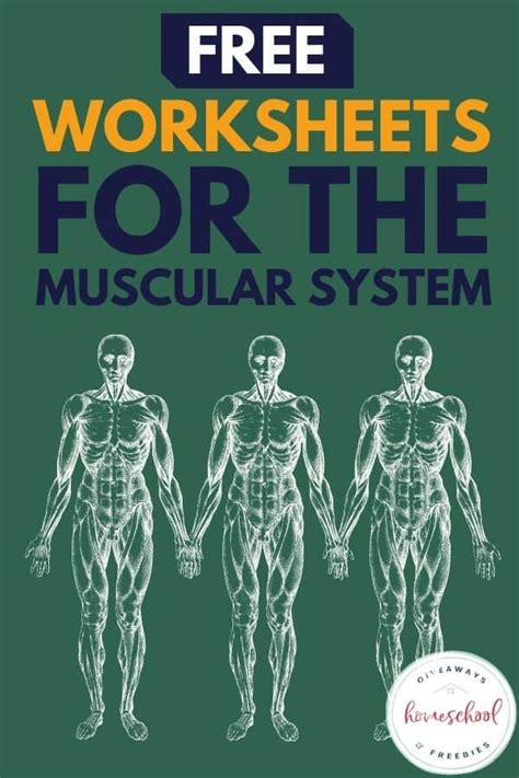 Free Worksheets For The Muscular System 10 Best Printable College