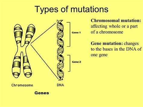 Different Types Of Genetic Mutations Hot Sex Picture