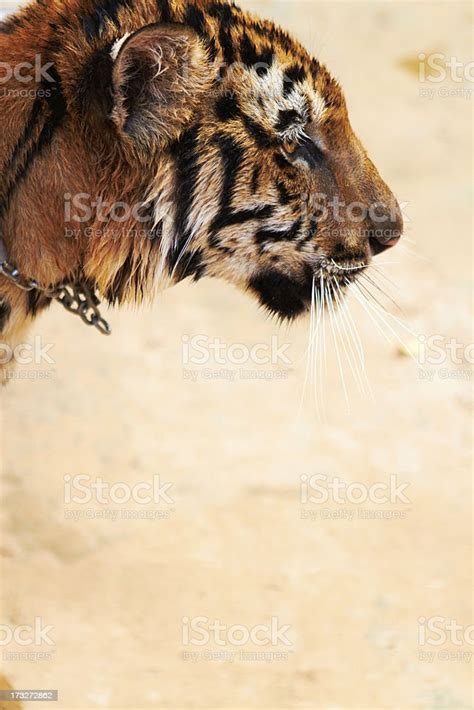 Side View Of A Beautiful Indochinese Tiger Stock Image Everypixel