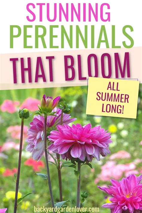 27 Stunning Perennials That Bloom All Summer Summer Blooming Flowers