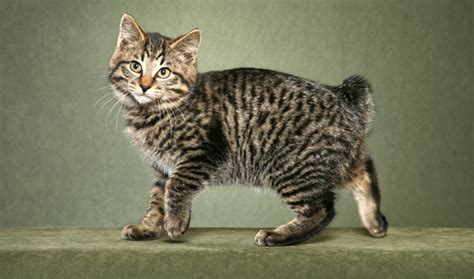 kurilian bobtail cat breed information cat breeds  thepetowners
