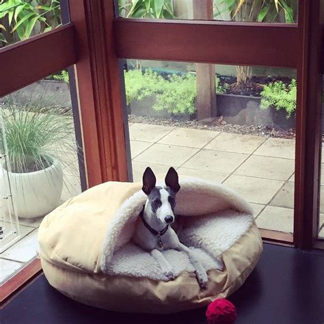 Cozy Corners And Cozycaves With Lifeofwhippet 🐶⁠ Homemade Pet Beds