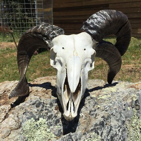 Four Horned Ram Skull 10 Sold Spring Coyote Ranch