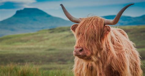 Las Vacas Peludas De Las Tierras Altas De Escocia Viajar Por Escocia