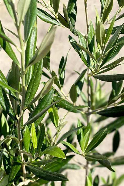 How To Care For And Grow Your Olive Tree — Plant Care Tips And More