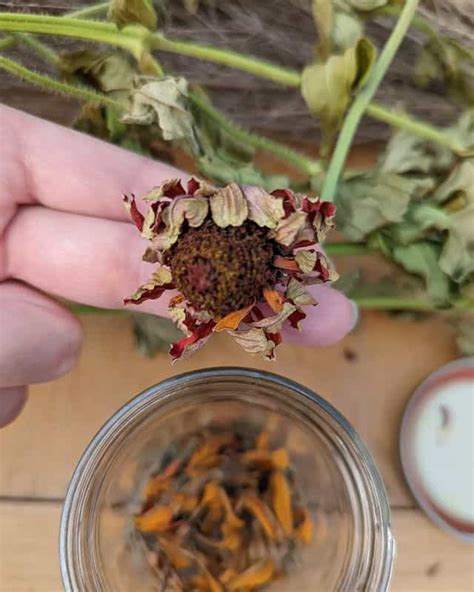 How To Harvest Zinnia Seeds A Complete Guide Plants Craze