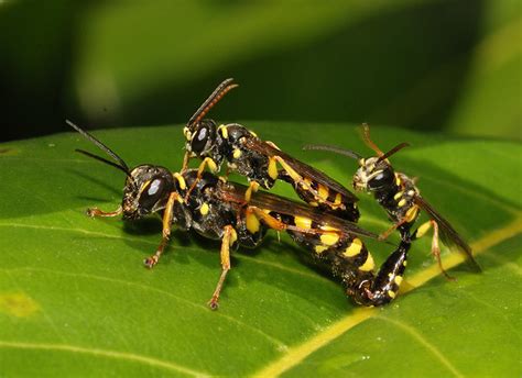 mating digger wasps melinus sp flickr photo sharing