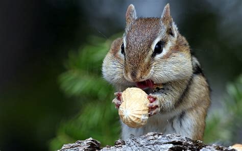 Hd Wallpaper Brown Chipmunk Squirrel Nuts Food Face Rodent