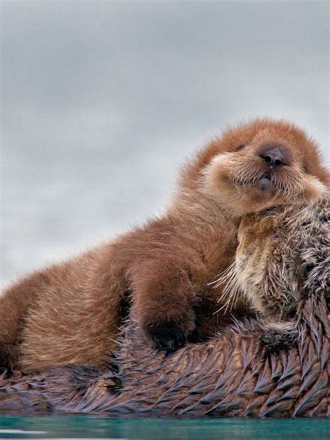 Pw Sea Otter Pup Bing Wallpaper Download