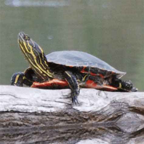 Western Painted Turtle Aca