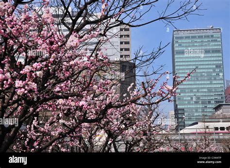 Plum Tree Blossoming In Otemachi Stock Photo Alamy