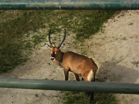 Antelope In Gulu By Drjd24 On Deviantart