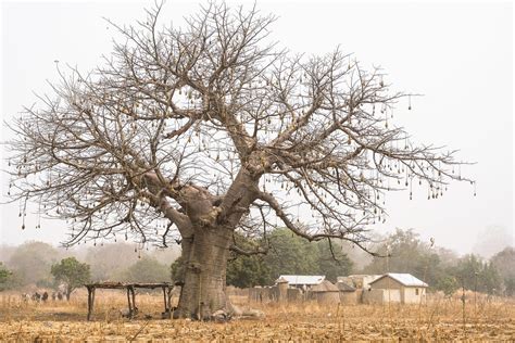 Livelihood In Northern Ghana Baobab Tree In Gwenia Kassen Flickr