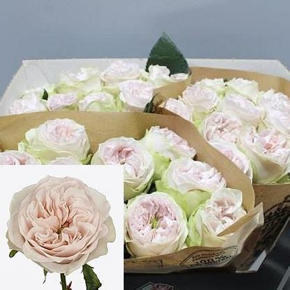ROSE SHADES OF GREY 70cm Wholesale Dutch Flowers Florist Supplies UK