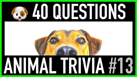 Animal Trivia Quiz 13 40 Dog Trivia Questions And Answers Dogs Pub