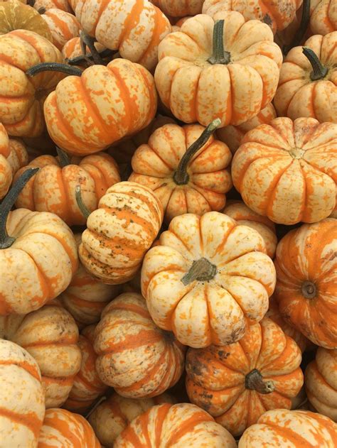 Free Stock Photo Of Pile Of Pumpkins Download Free Images And Free