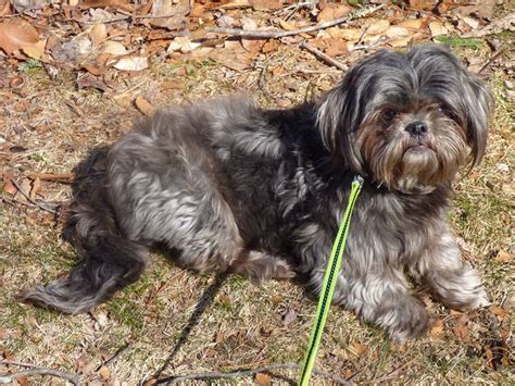 Blue Shih Tzus And Furbabiesshih Tzus And Furbabies