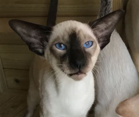 Stay updated about blue point siamese kittens for sale uk. Castrated registered seal point siamese kitten | Halstead ...