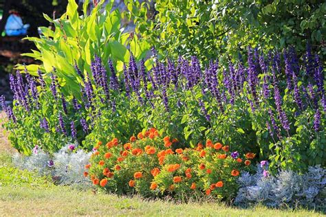 A Long Lasting Summer Garden Idea With Marigold And Sage