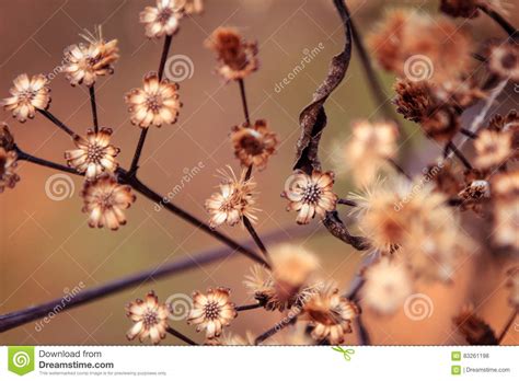 Fall Wild Flowers Stock Photo Image Of Screansaver Bellsbend 83261198