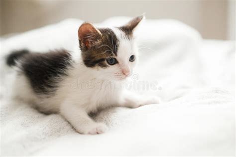 cute little kitten sitting on soft bed portrait of adorable curious grey and white kitty on