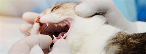 What Is Gingivitis Vs Stomatitis In Cats Workssowell