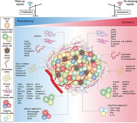 Frontiers Tuning Cancer Fate Tumor Microenvironments Role In Cancer