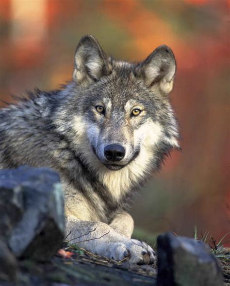Free Photograph Gray Wolf Head Canis Lupus