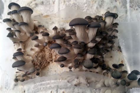 Mastering Mycelium Pinning A Guide On Mushroom Growth Stages