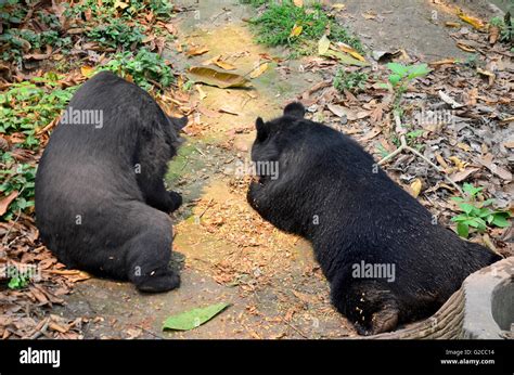 Motion Of Asian Black Bear Asiatic Black Bear Tibetan Black Bear