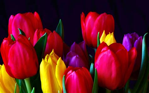 Tulips Background Wallpaper 70 Images