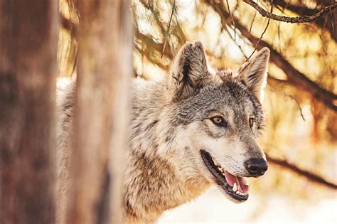 Animals Mammals Wolf Wallpapers Hd Desktop And Mobile Backgrounds