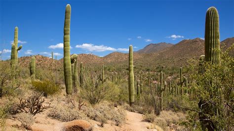 Saguaro National Park In Tucson Arizona Expediaca