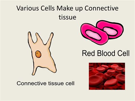 Ppt Specialized Cells Powerpoint Presentation Free Download Id2526138