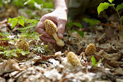 In Kentucky Theyre Sometimes Called Hickory Chickens Morel Mushroom