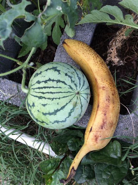 Baby Watermelon Banana For Scale Gardening Garden Diy Home