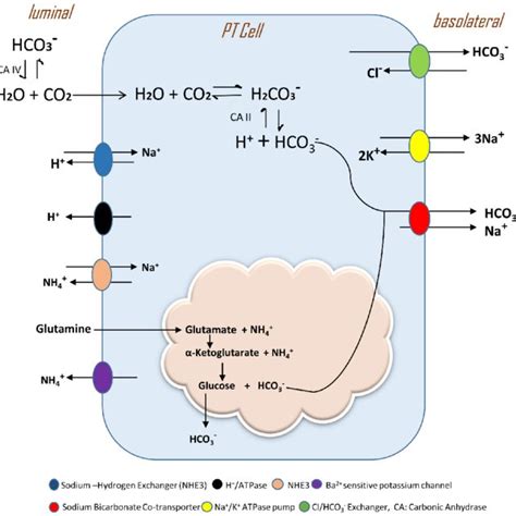 Pdf Association Of Acid Base Balance In The Renal Proximal Tubule And